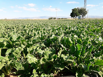 Hacimehmetli Köyü Muhtarliği