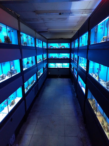 Tropical Fish Store «Something Fishy», reviews and photos, 954 S Wayne Rd, Westland, MI 48186, USA