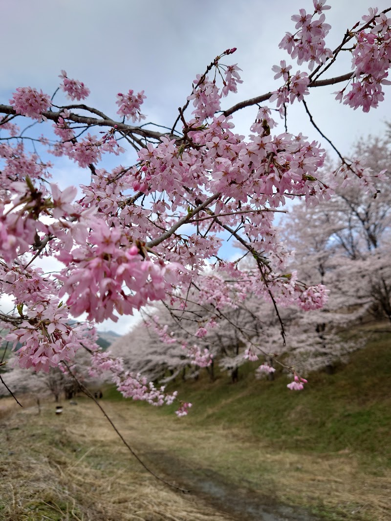 虎山の千本桜