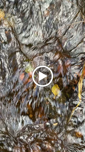 Dance School «Elite School of Dance North», reviews and photos, 108 N Meridian, Puyallup, WA 98371, USA