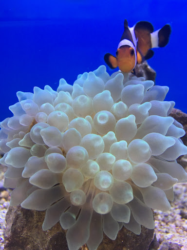 Pet Store «Woofs & Waves», reviews and photos, 5426 Arrowhead Pkwy E, Sioux Falls, SD 57110, USA