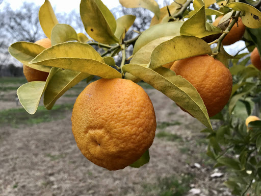 Event Venue «Viaggio Estate & Winery», reviews and photos, 100 E Taddei Rd, Acampo, CA 95220, USA