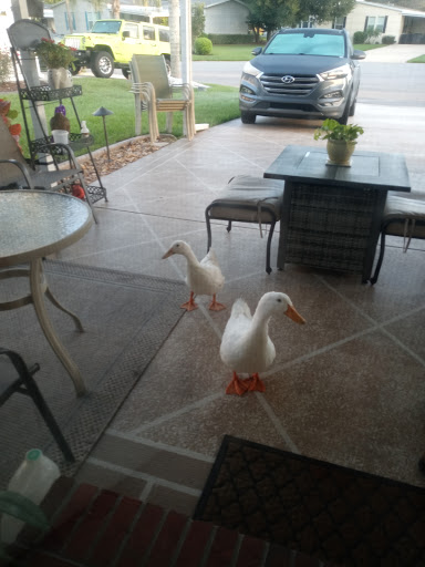 Golf Course «Crane Lakes Golf & Country Club», reviews and photos, 1850 Crane Lakes Blvd, Port Orange, FL 32128, USA