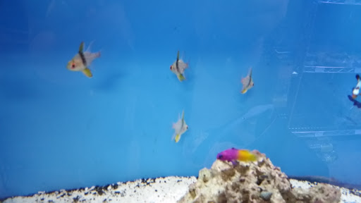 Pet Store «All Pets Club», reviews and photos, 405 Queen St, Southington, CT 06489, USA