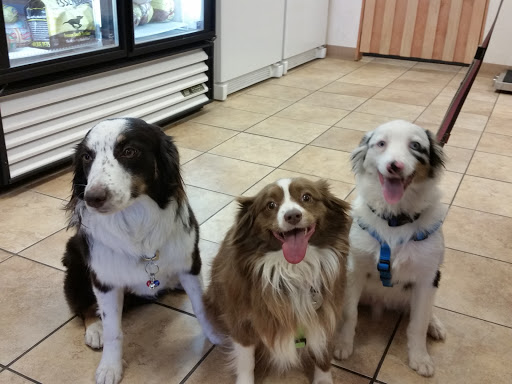 Pet Supply Store «Pet Food Gone Wild», reviews and photos, 2415 Southern Blvd SE, Rio Rancho, NM 87124, USA