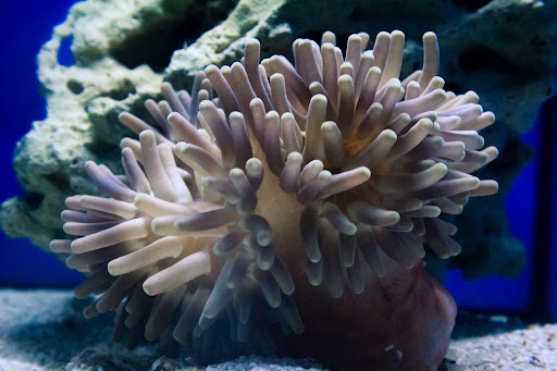 Pet Store «Pet Suppliers», reviews and photos, 2825 E Highland Rd, Highland Charter Twp, MI 48356, USA