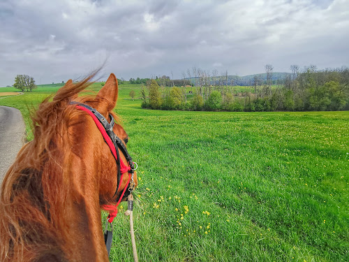 attractions Co'Galop - Monitrice d'équitation indépendante Regnévelle