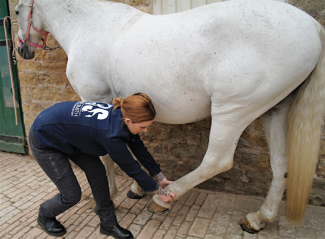 Stable Gait Veterinary Physiotherapy - Derby