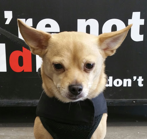 Pet Supply Store «PetSmart», reviews and photos, 421 Commerce Dr, Victor, NY 14564, USA