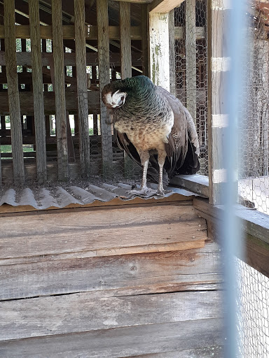 Museum «Laurel Valley Village Store», reviews and photos, 595 LA-308, Thibodaux, LA 70301, USA