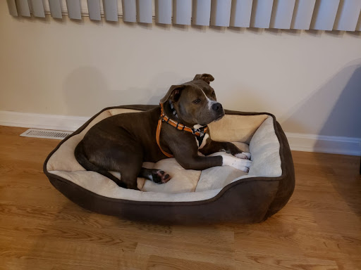 Pet Supply Store «Pet Supplies Plus», reviews and photos, 171 Sockanosset Cross Rd, Cranston, RI 02920, USA