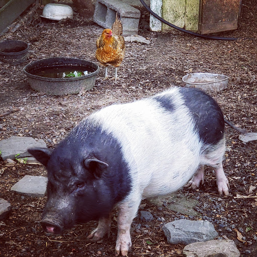 Garden Center «Nalls Produce», reviews and photos, 7310 Beulah St, Alexandria, VA 22315, USA