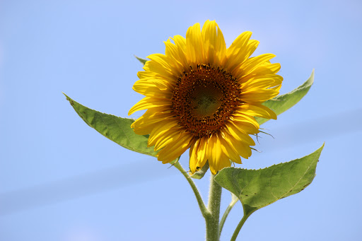 Nature Preserve «Blue Heron Nature Preserve», reviews and photos, 4055 Roswell Rd NE, Atlanta, GA 30342, USA