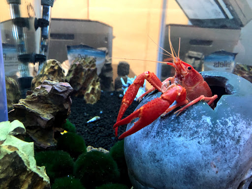 Gold Dealer «Gold and Silver Traders», reviews and photos, 7606 S Tacoma Way, Tacoma, WA 98409, USA