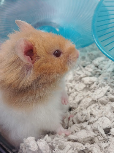 Pet Supply Store «Petco Animal Supplies», reviews and photos, 2435 N Hwy 67, Florissant, MO 63033, USA