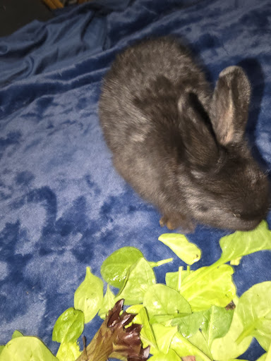 Emergency Vets image