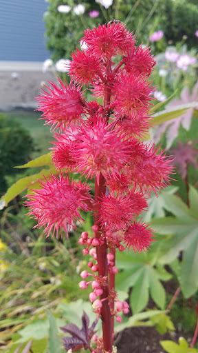 Park «Hampe Park», reviews and photos, 297 W Lies Rd, Carol Stream, IL 60188, USA