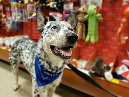 Pet Supply Store «PetSmart», reviews and photos, 4400 Fort Jackson Blvd #300, Columbia, SC 29209, USA