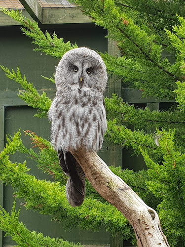 Reviews of Scottish Owl Centre in Bathgate - Other