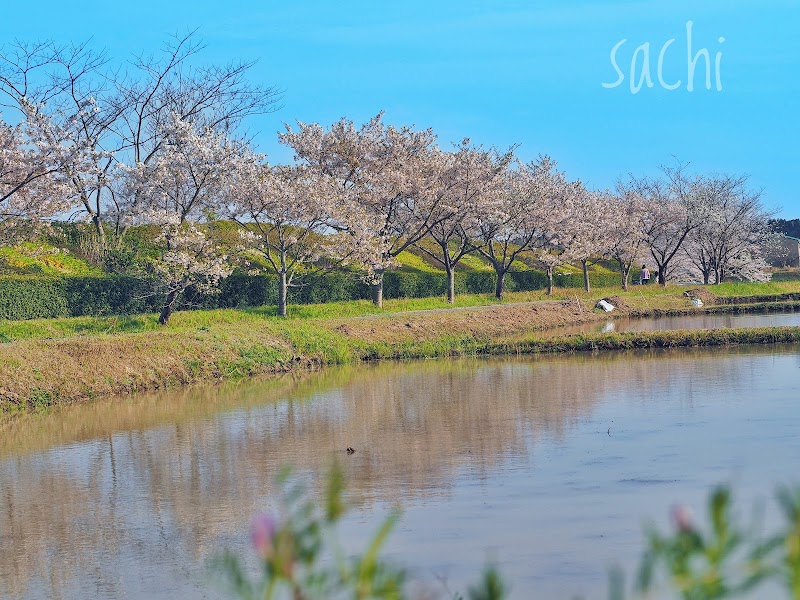 御薗町の桜並木