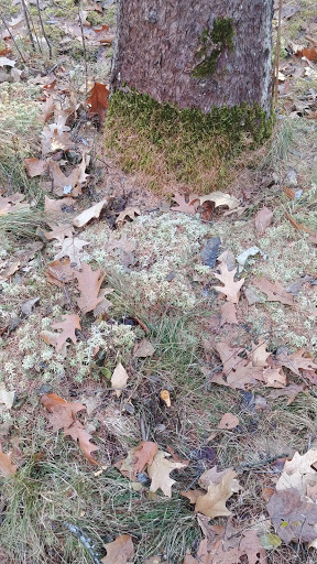 Park «Quaking Bog», reviews and photos, Theodore Wirth Pkwy, Minneapolis, MN 55411, USA