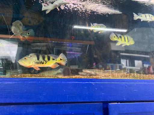 Tropical Fish Store «Xtreme Fish & Pets», reviews and photos, 11415 Bellaire Blvd # A, Houston, TX 77072, USA