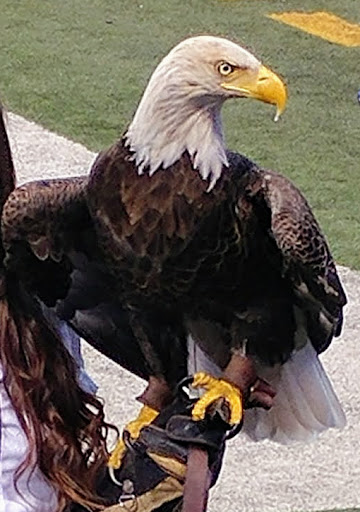 Stadium «Lucas Oil Stadium», reviews and photos, 500 S Capitol Ave, Indianapolis, IN 46225, USA