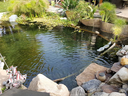 Pond Core Aquatics