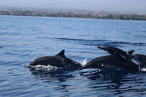 Saraswati Lovina Dolphin image