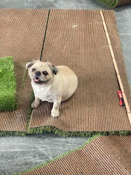 Top Dog Turf - Artificial Grass Designed For Dogs