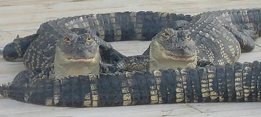 Zoo «Alligator Adventure», reviews and photos, 4604 Hwy 17 S, North Myrtle Beach, SC 29582, USA