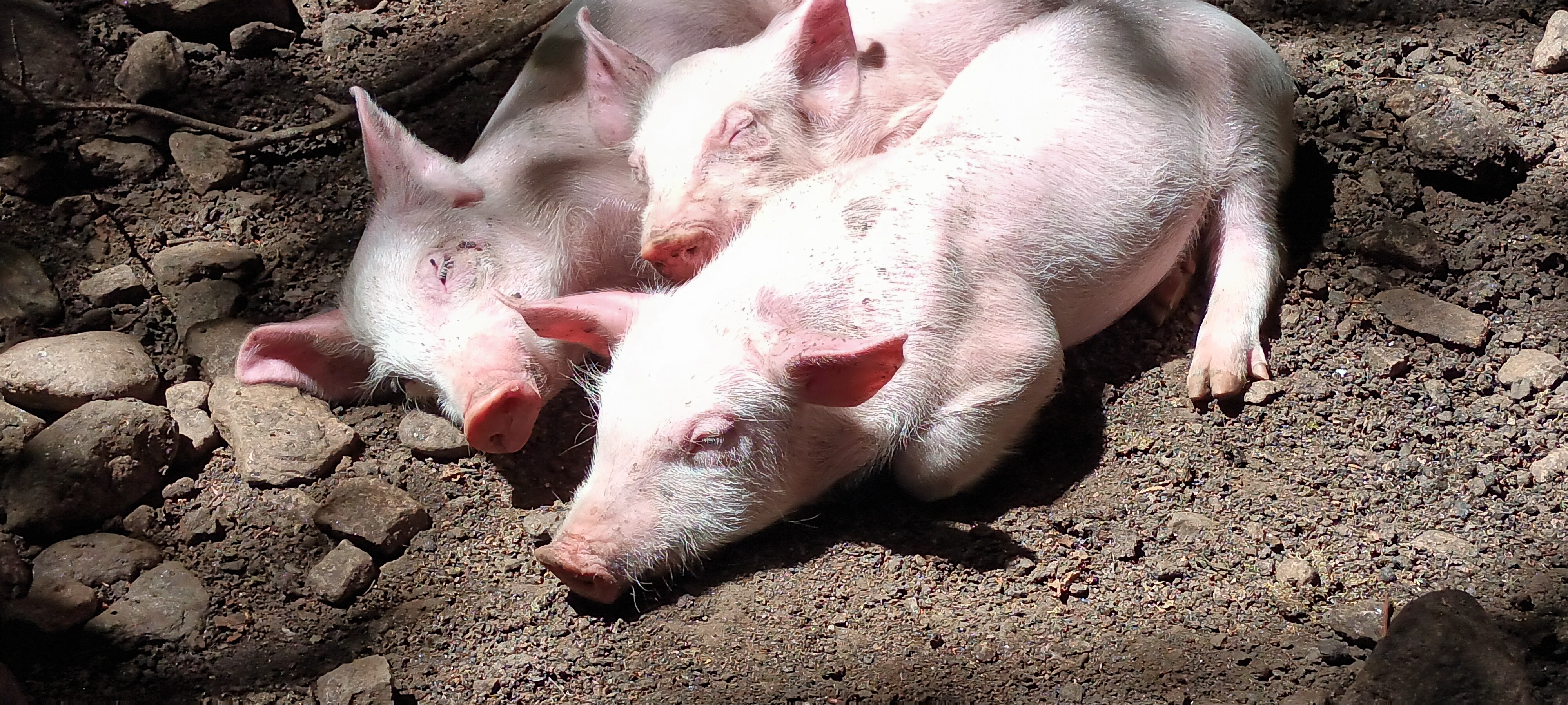 Photo n° 1 de l'avis de Thierry.R fait le 12/07/2022 à 05:49