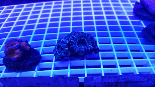 Tropical Fish Store «Best Fish», reviews and photos, 1335 N Doctor M.L.K. Dr, Milwaukee, WI 53212, USA