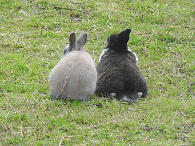 Association Linné - Refuge pour animaux à Évron