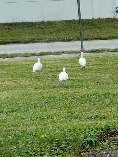 Recreation Center «New Port Richey Recreation & Aquatic Center», reviews and photos, 6630 Van Buren St, New Port Richey, FL 34653, USA
