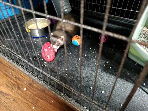 Pet Supply Store «Pet Supplies Plus», reviews and photos, 1380 W Lane Ave, Upper Arlington, OH 43221, USA