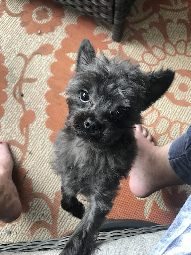 Pet Groomer «Pause 4 Paws Pet Grooming And Hotel», reviews and photos, 3770 W County Line Rd, Douglasville, GA 30135, USA