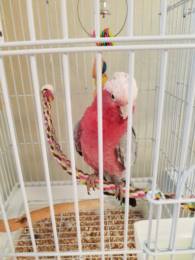 Bird Shop «BirdFarm Superstore», reviews and photos, 6360 Suncoast Parkway, Homosassa, FL 34446, USA