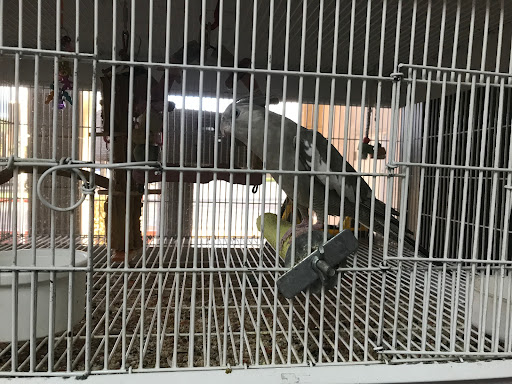 Pet Supply Store «Pet Supply Santa Clarita», reviews and photos, 26831 Bouquet Canyon Rd, Santa Clarita, CA 91350, USA