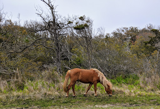National Park «Assateague Island National Seashore», reviews and photos, 7206 National Seashore Ln, Berlin, MD 21811, USA