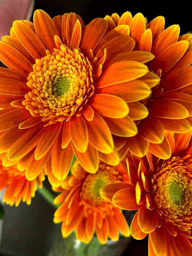 Florist «Capitol Florist», reviews and photos, 409 3rd St SW, Washington, DC 20024, USA