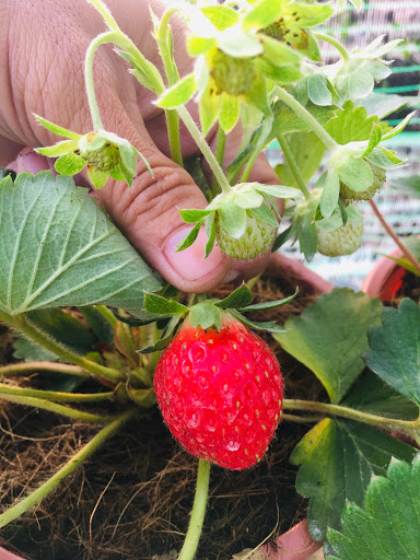 Vườn nho, dâu tây Phương Thùy