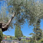 Photo n°3 de l'avis de barbara.i fait le 11/08/2023 à 18:45 sur le  Villa Paradiso Village - Blu Hotels à Passignano sul Trasimeno