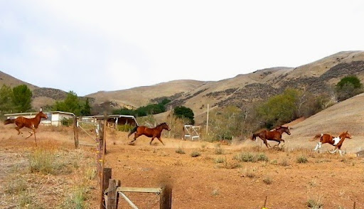 Pony ride service Santa Clara