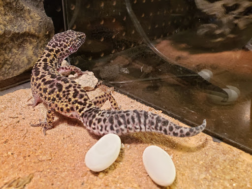 Pet Store «Bluewater Zoo Exotic Aquariums & Reptiles», reviews and photos, 159 Miracle Strip Pkwy SE, Fort Walton Beach, FL 32548, USA