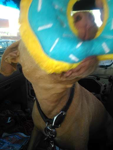 Pet Supply Store «Global Pet Food Outlet», reviews and photos, 20210 Normandie Ave, Torrance, CA 90502, USA