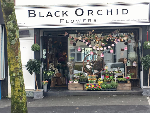 Black Orchid