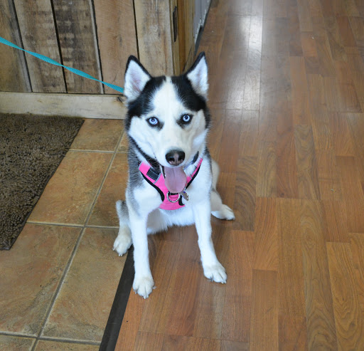 Pet Supply Store «The Natural Pet Enrichment Center», reviews and photos, 6720 Royalton Rd, North Royalton, OH 44133, USA