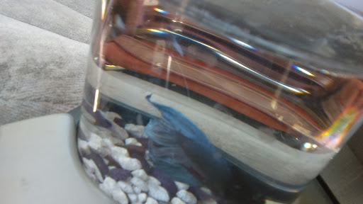 Pet Supply Store «Pet Supplies Plus», reviews and photos, 2201 US-281, Marble Falls, TX 78654, USA