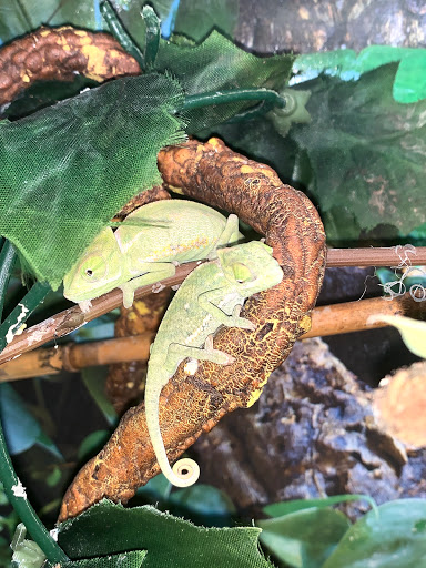 Pet Groomer «Animal Kingdom Grooming», reviews and photos, 339 S Santa Fe Ave, Pueblo, CO 81003, USA